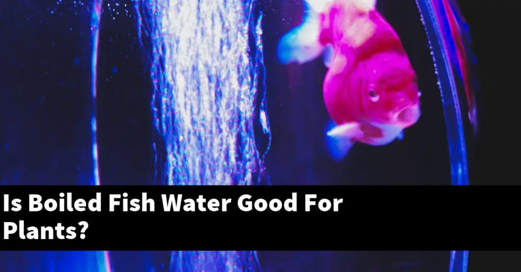 Is Boiled Fish Water Good For Plants? Planted Nano Tanks