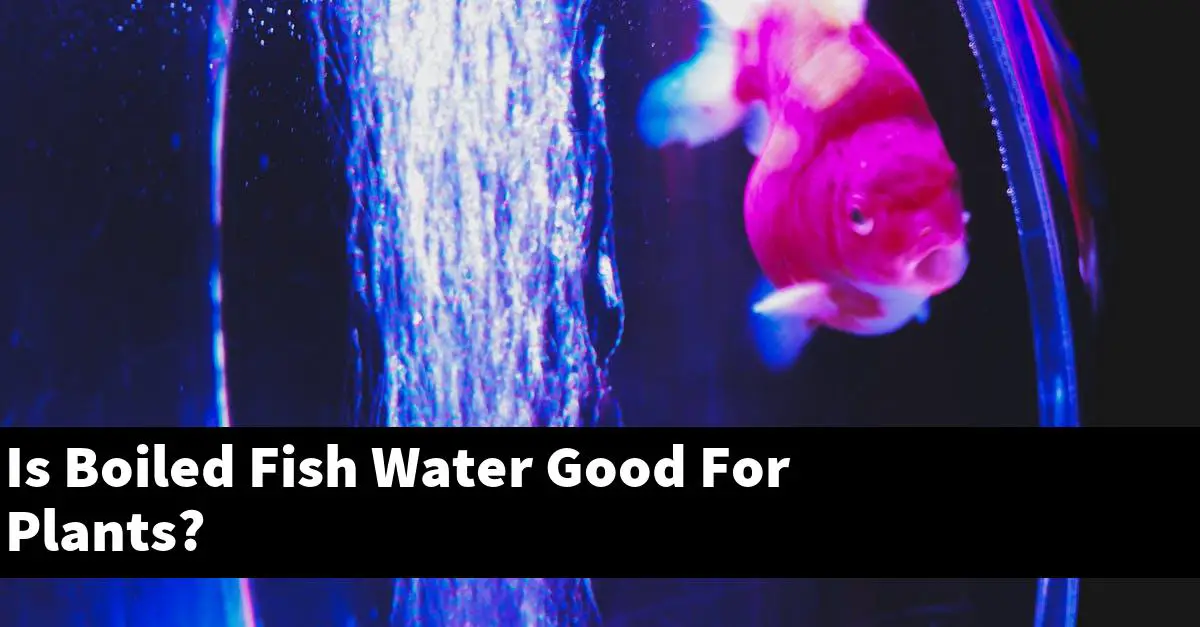 Is Boiled Fish Water Good For Plants?