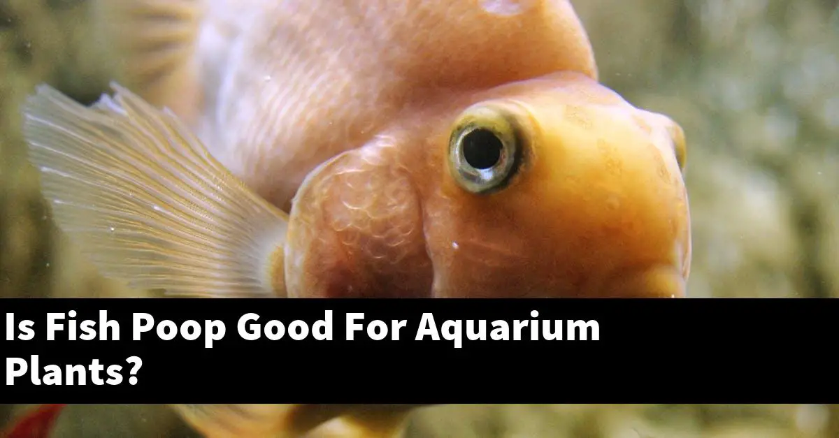 Is Fish Poop Good For Aquarium Plants?