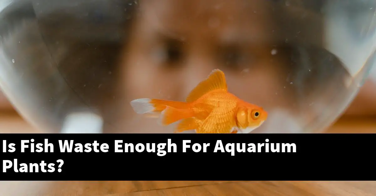Is Fish Waste Enough For Aquarium Plants?