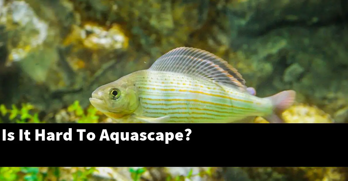 Is It Hard To Aquascape?