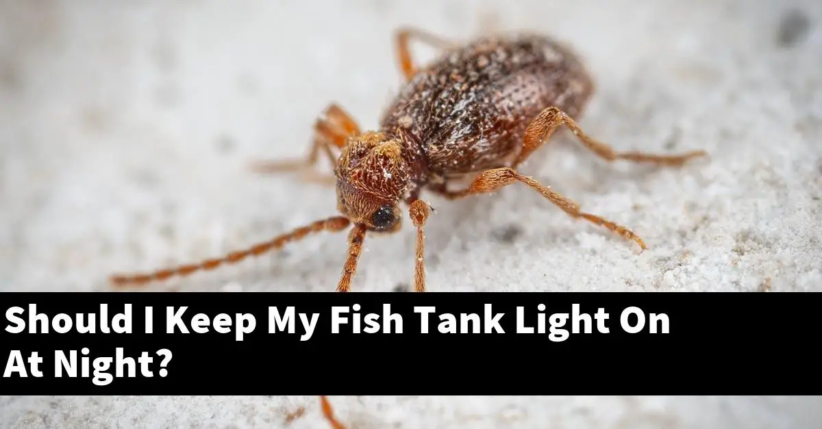 Should I Keep My Fish Tank Light On At Night?