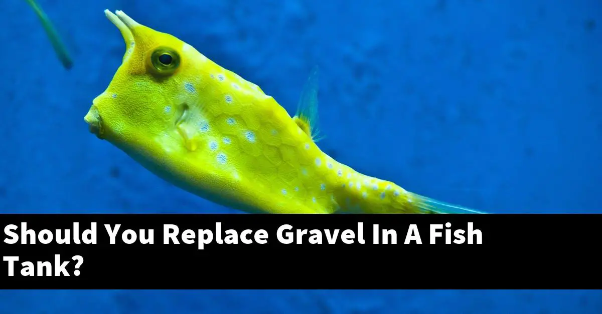 Should You Replace Gravel In A Fish Tank?