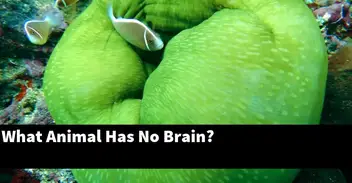 What Animal Has No Brain? - Planted Nano Tanks