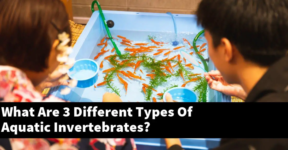 What Are 3 Different Types Of Aquatic Invertebrates?