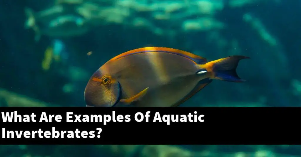 What Are Examples Of Aquatic Invertebrates? - Planted Nano Tanks