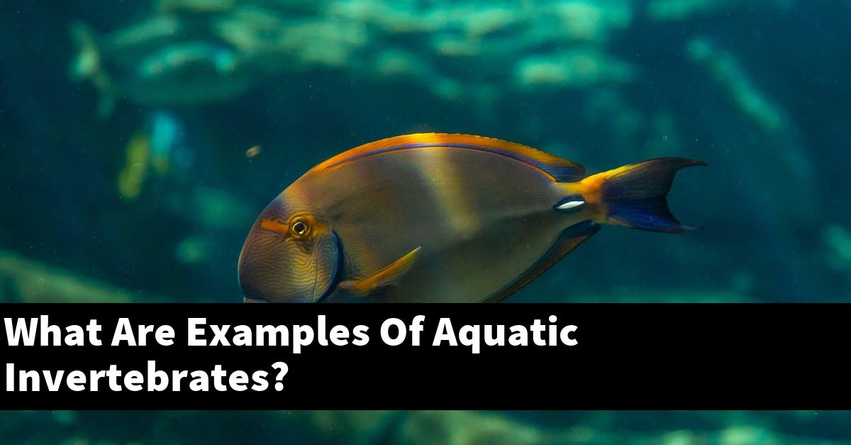 What Are Examples Of Aquatic Invertebrates?