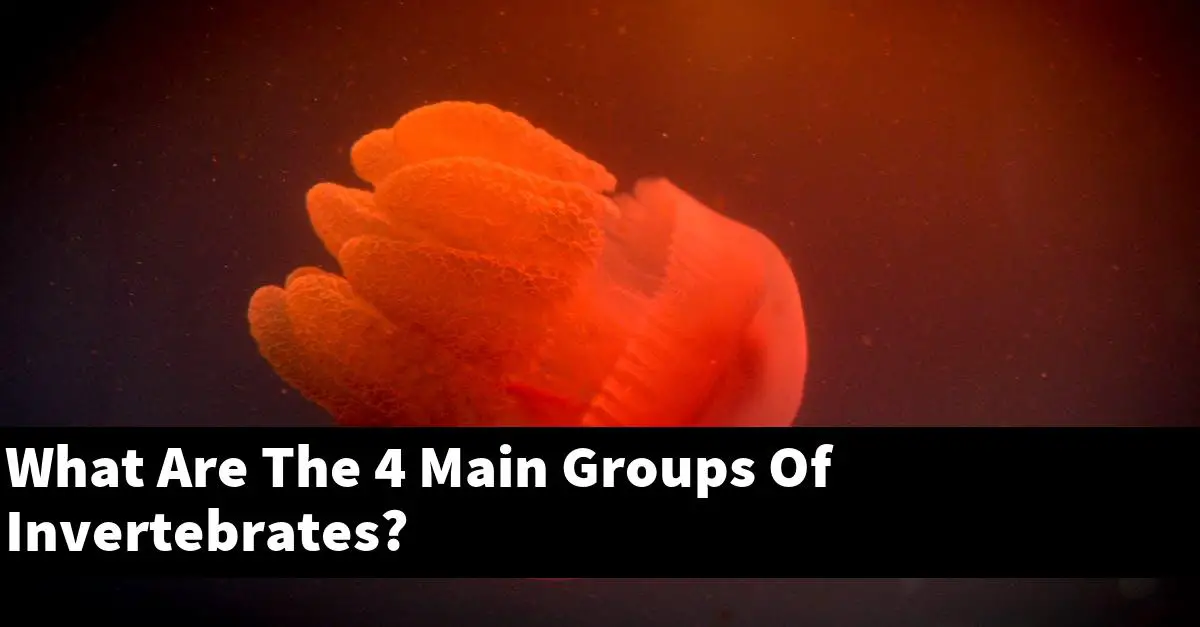 What Are The 4 Main Groups Of Invertebrates?