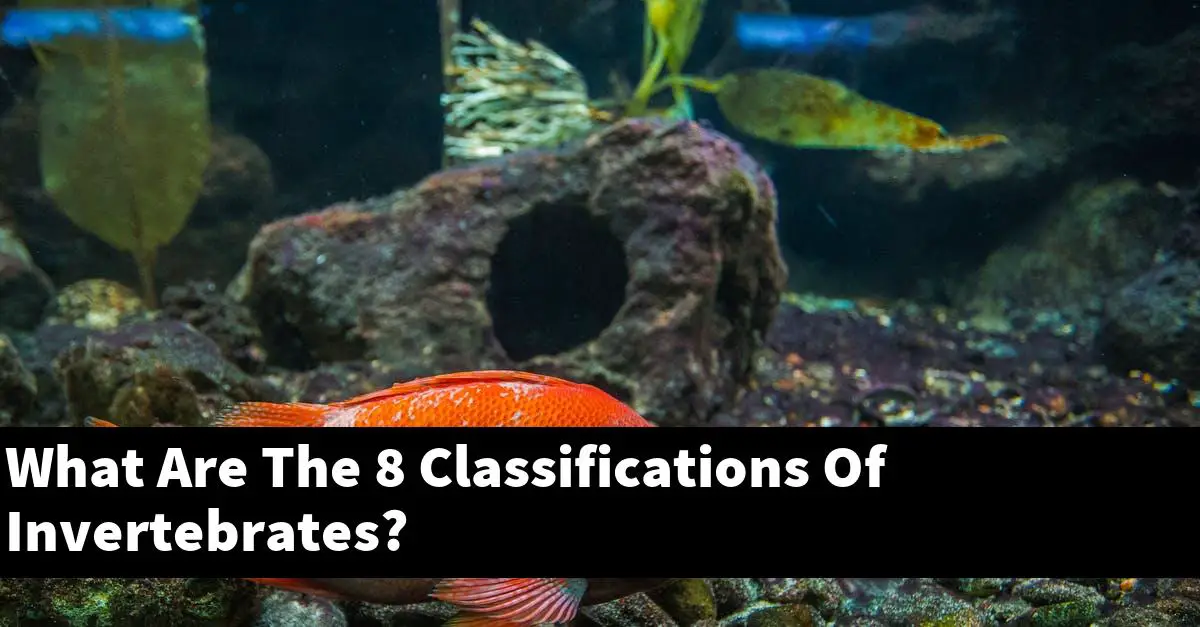 What Are The 8 Classifications Of Invertebrates?