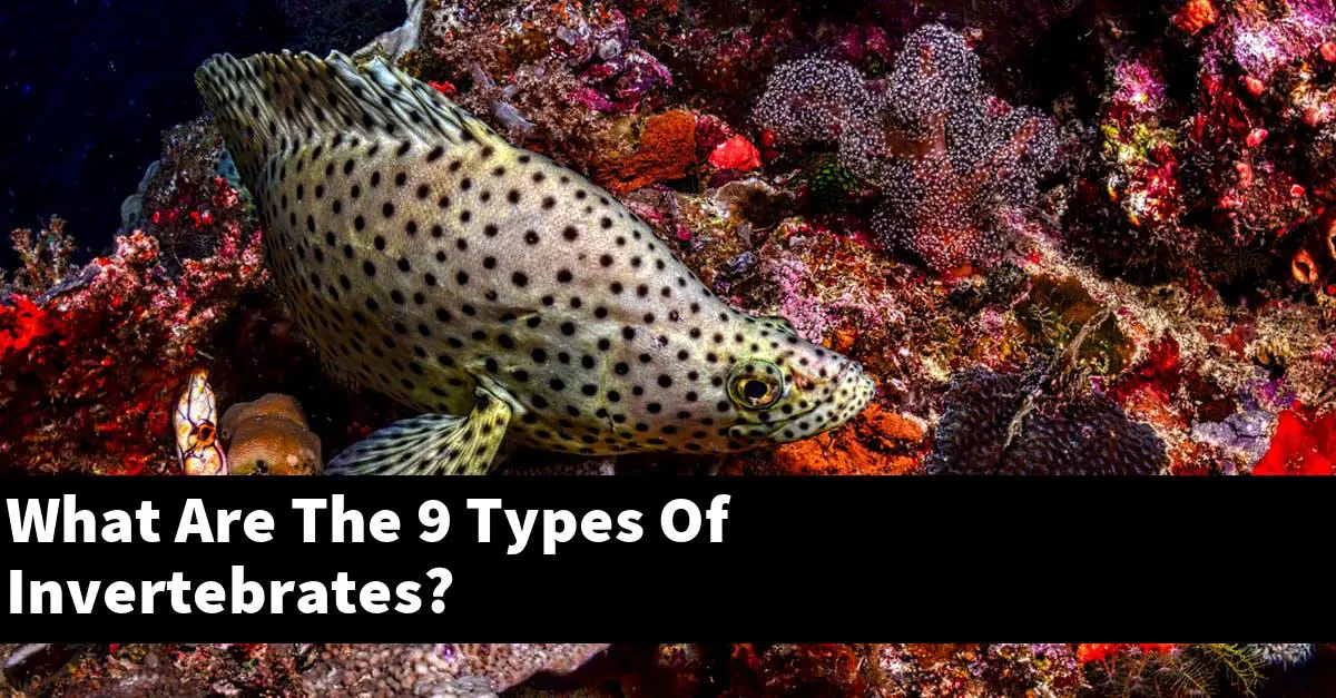 What Are The 9 Types Of Invertebrates?
