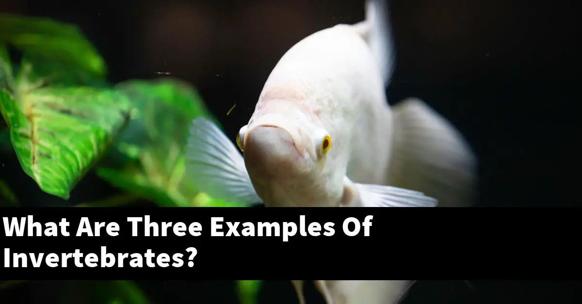 What Are Three Examples Of Invertebrates?