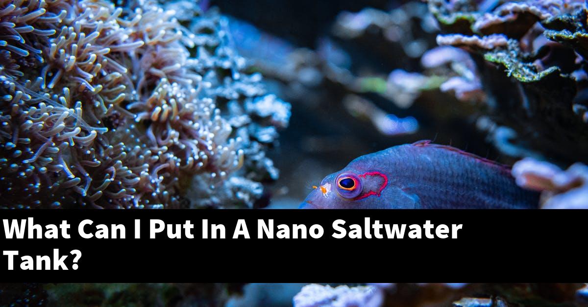 What Can I Put In A Nano Saltwater Tank?
