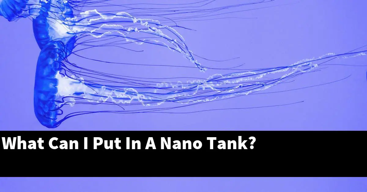 What Can I Put In A Nano Tank?