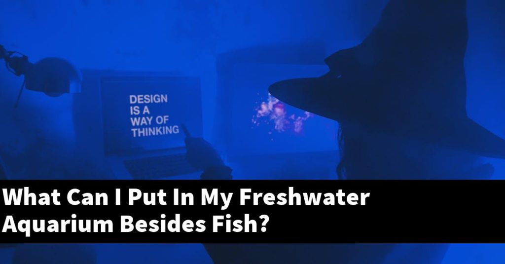 What Can I Put In My Freshwater Aquarium Besides Fish? Planted Nano Tanks