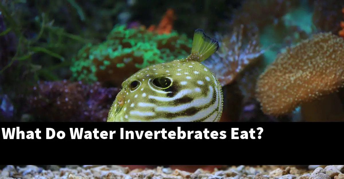 What Do Water Invertebrates Eat?