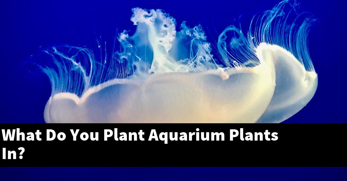 What Do You Plant Aquarium Plants In?