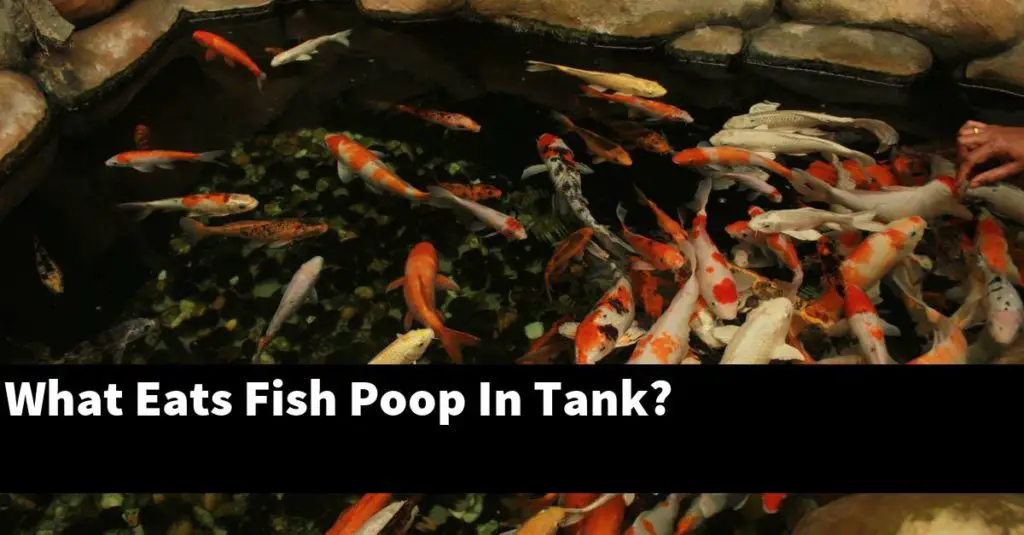 what-eats-fish-poop-in-tank-planted-nano-tanks