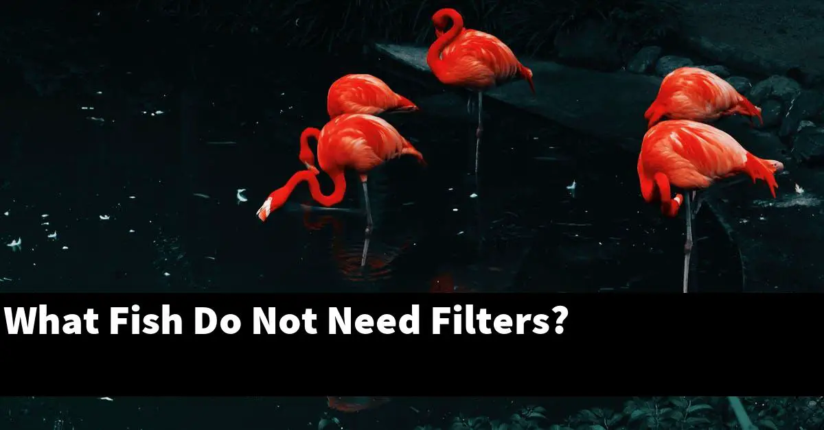 What Fish Do Not Need Filters?