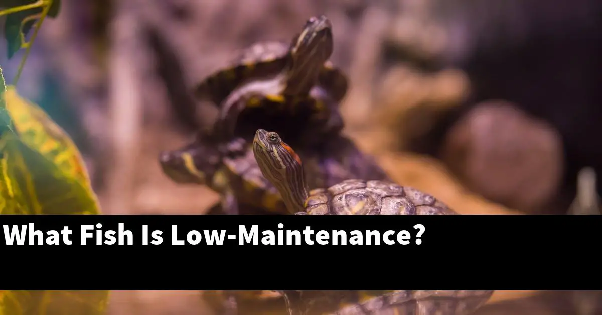 What Fish Is Low-Maintenance?
