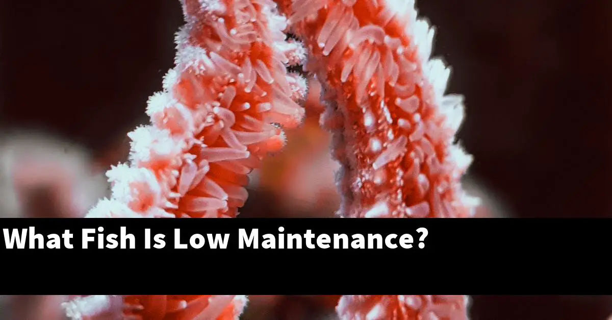 What Fish Is Low Maintenance?