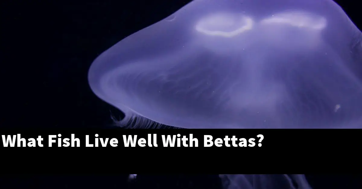 What Fish Live Well With Bettas?