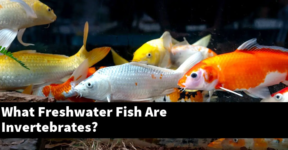 What Freshwater Fish Are Invertebrates?
