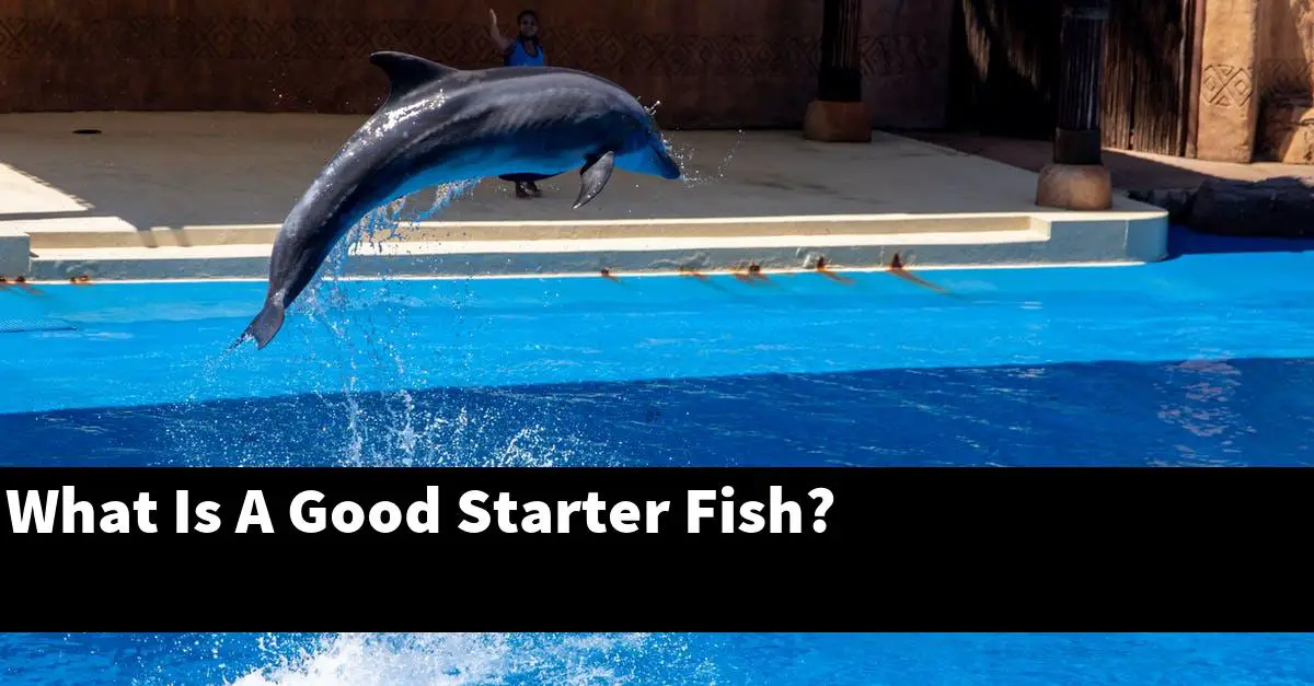 What Is A Good Starter Fish?