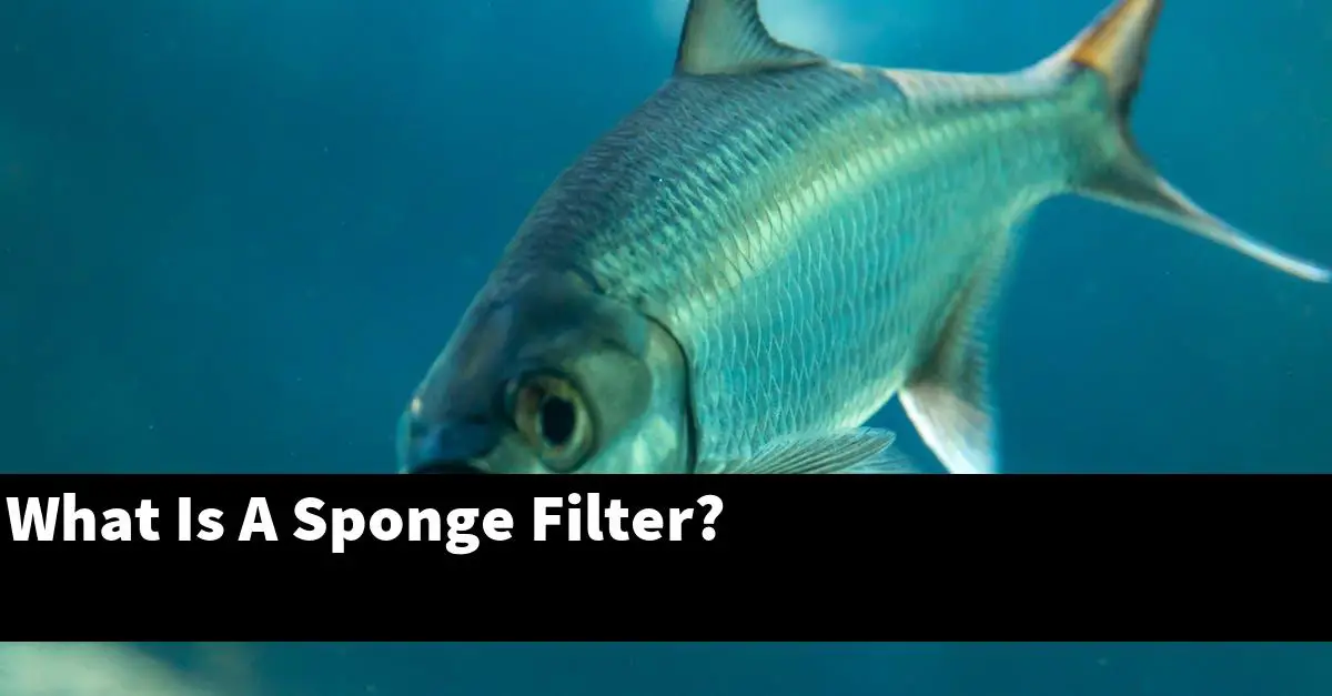 What Is A Sponge Filter?