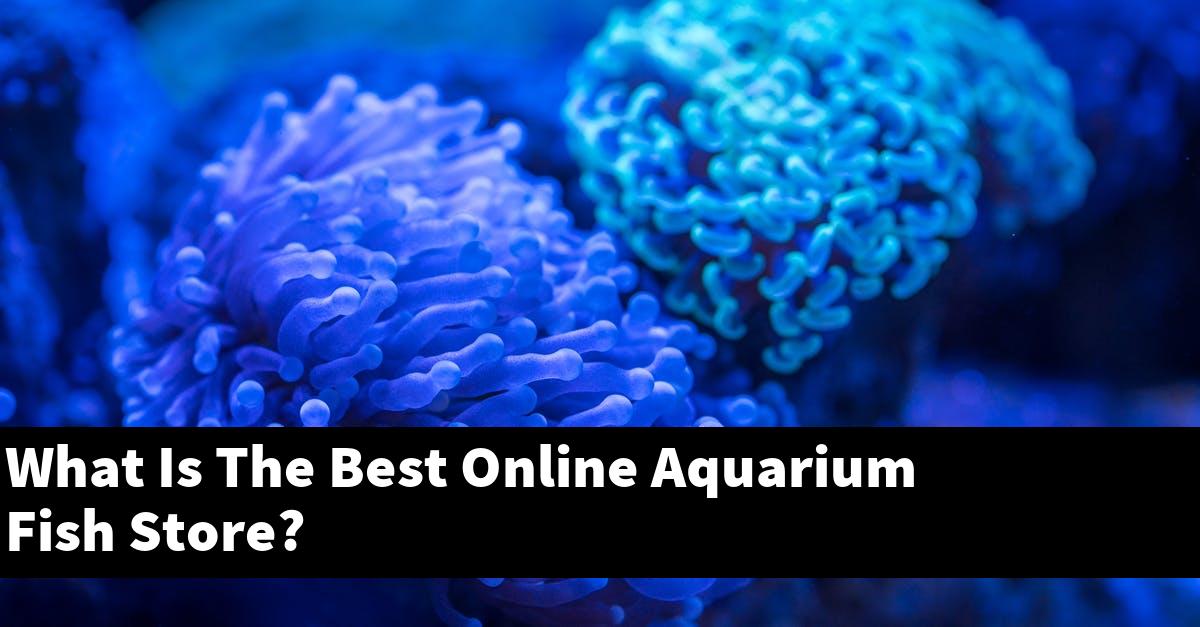 What Is The Best Online Aquarium Fish Store?