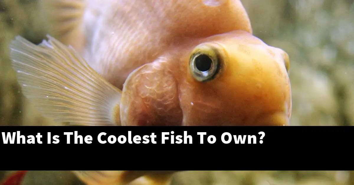 What Is The Coolest Fish To Own?