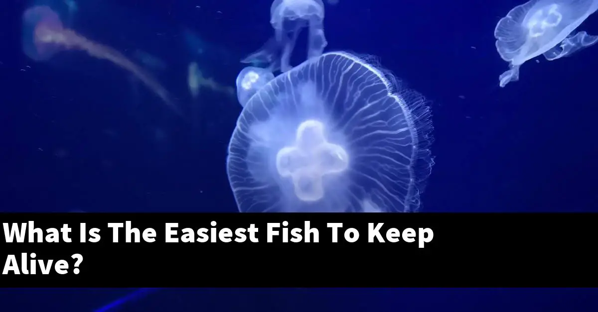 What Is The Easiest Fish To Keep Alive?
