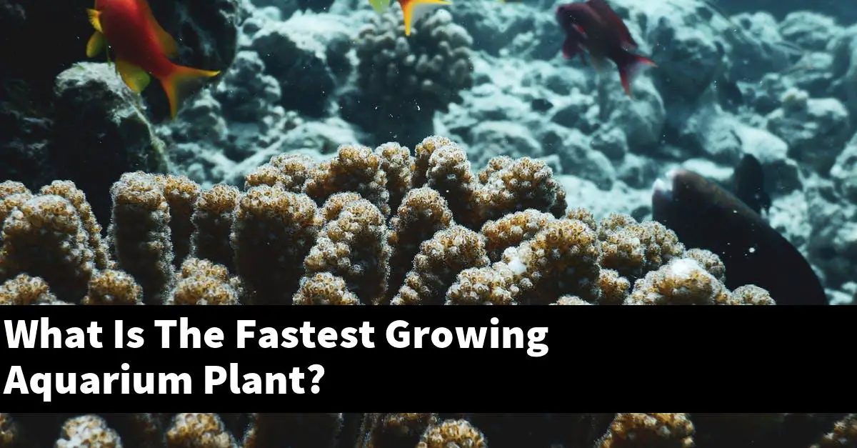 What Is The Fastest Growing Aquarium Plant?