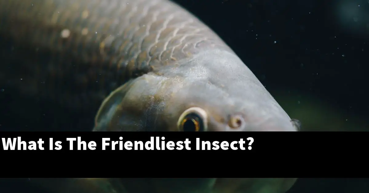 What Is The Friendliest Insect?