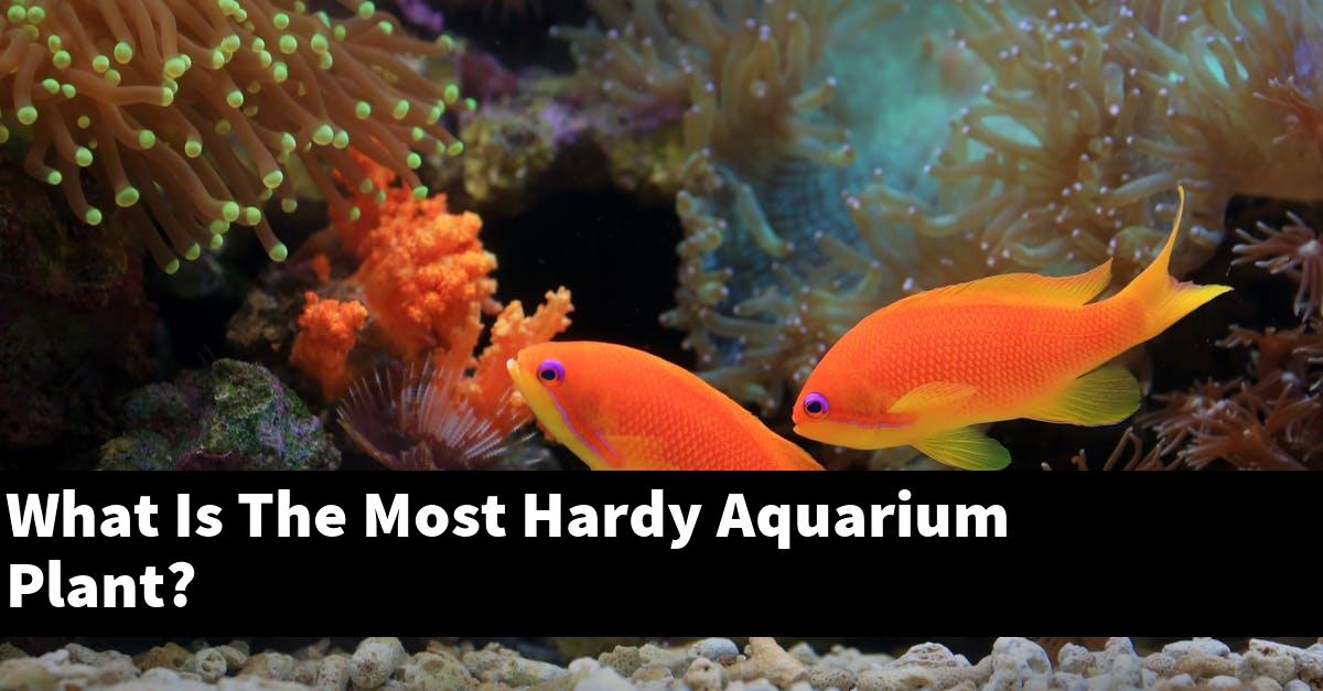 What Is The Most Hardy Aquarium Plant?