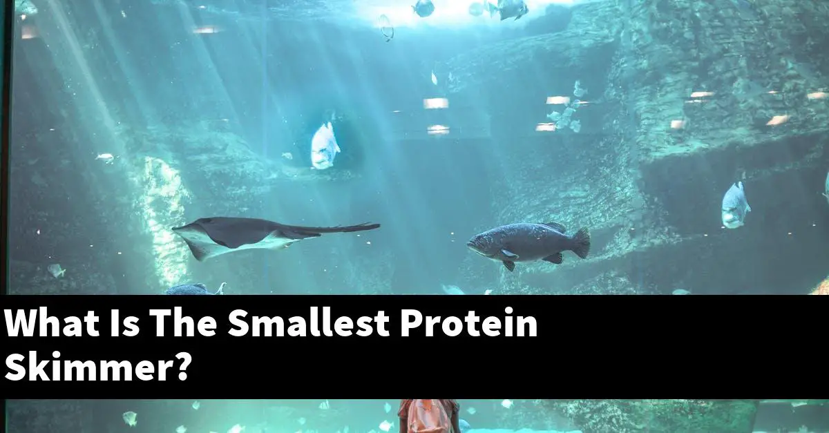 What Is The Smallest Protein Skimmer?
