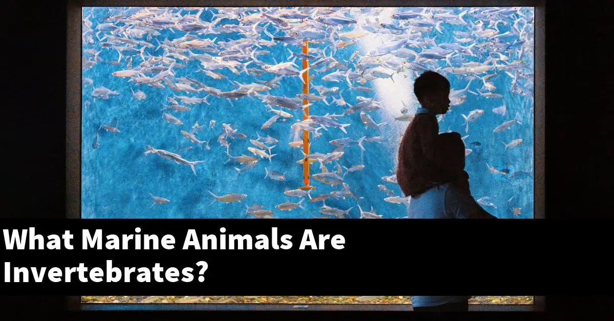 What Marine Animals Are Invertebrates?