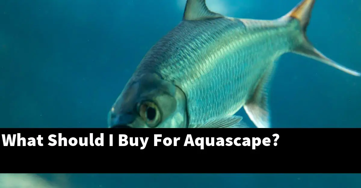What Should I Buy For Aquascape?