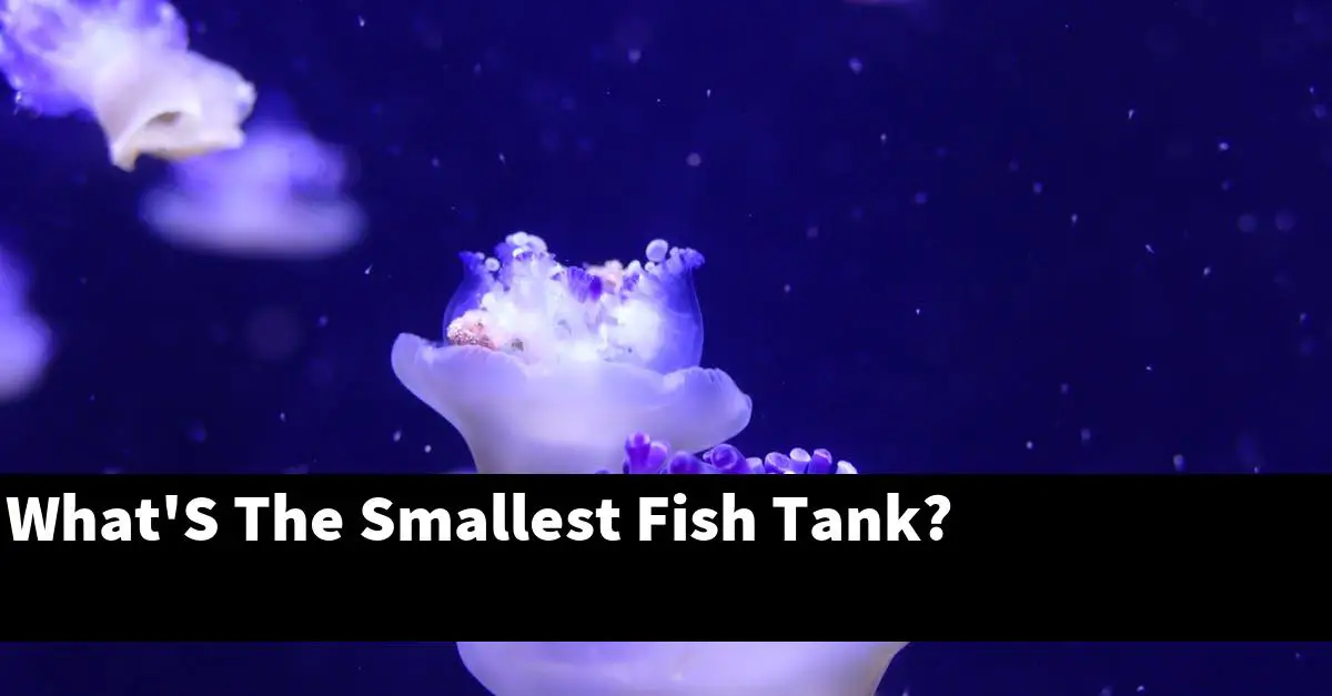 What'S The Smallest Fish Tank?