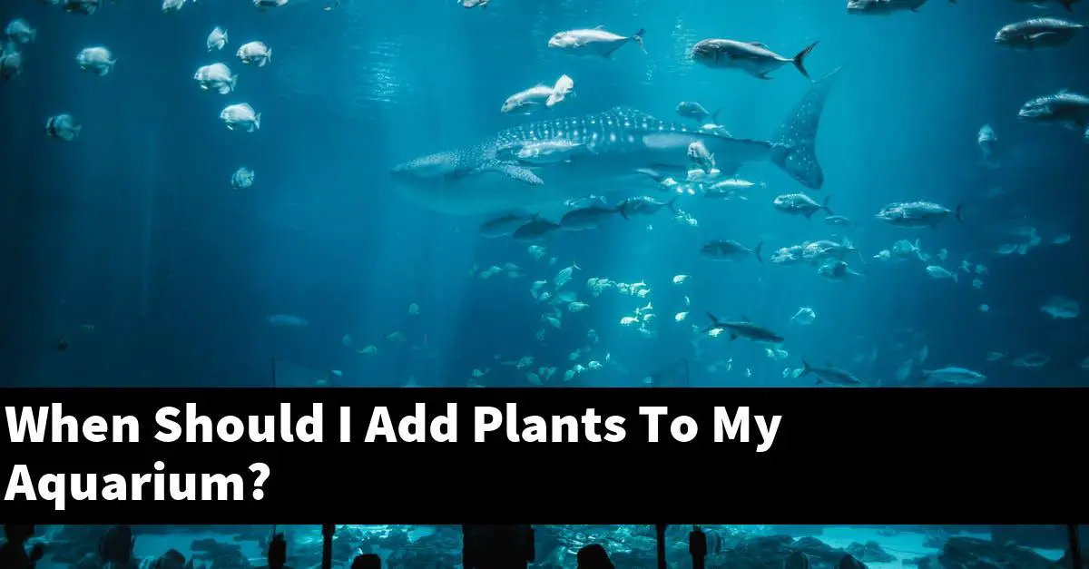 When Should I Add Plants To My Aquarium?