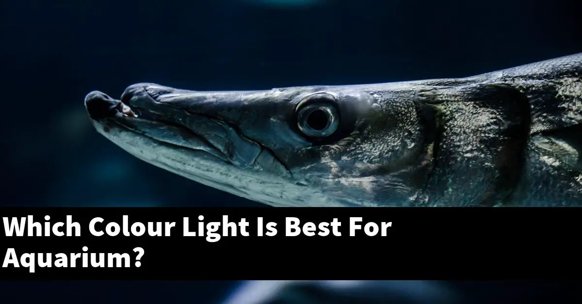 Which Colour Light Is Best For Aquarium?