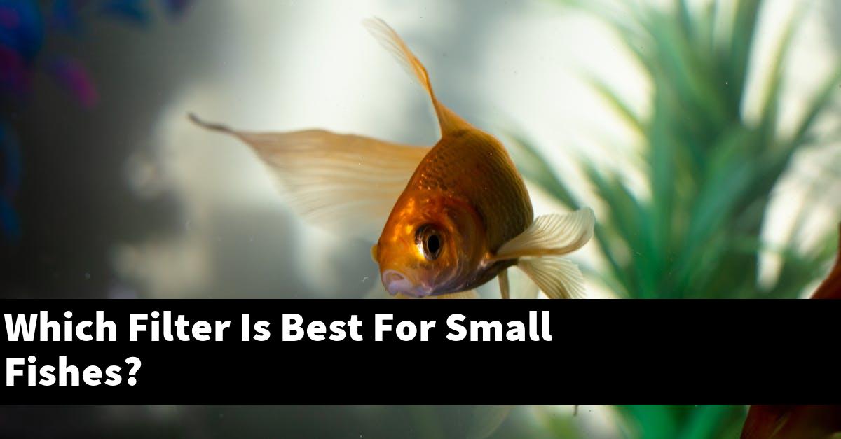 Which Filter Is Best For Small Fishes?