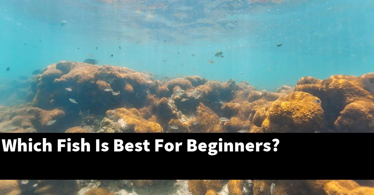 Which Fish Is Best For Beginners?