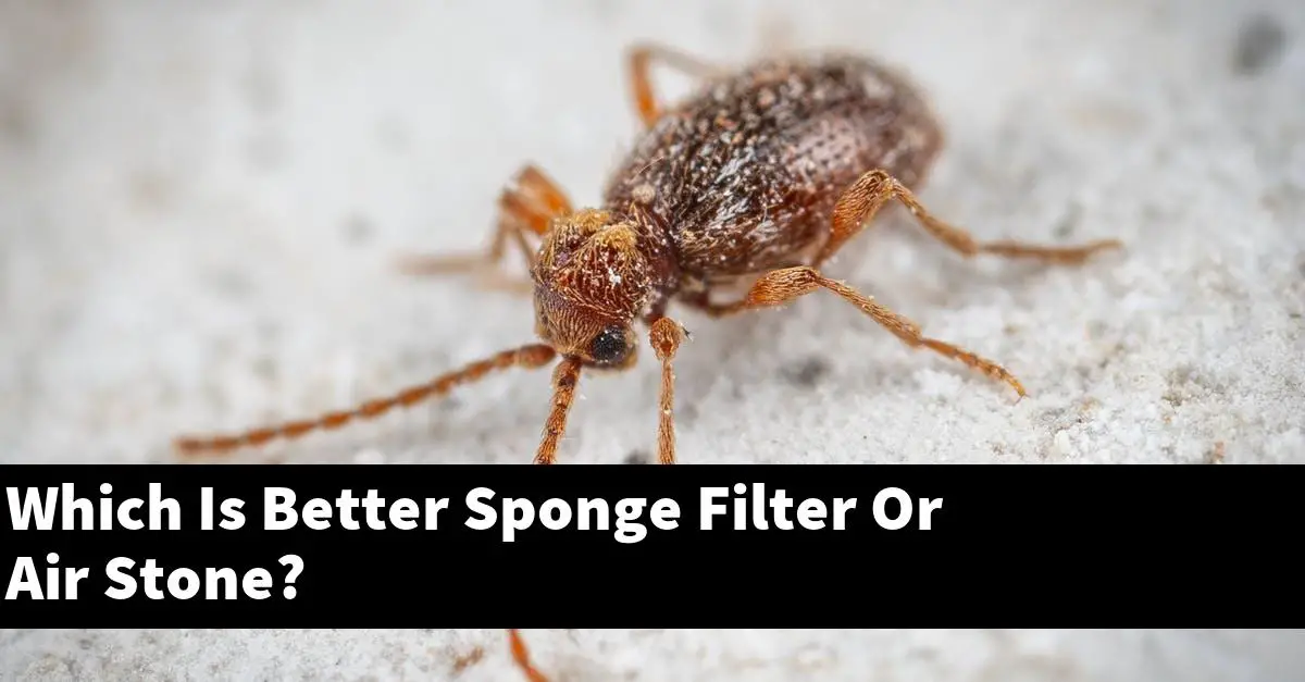 Which Is Better Sponge Filter Or Air Stone?