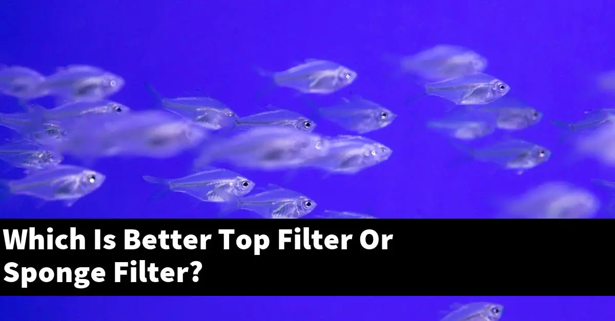 Which Is Better Top Filter Or Sponge Filter?
