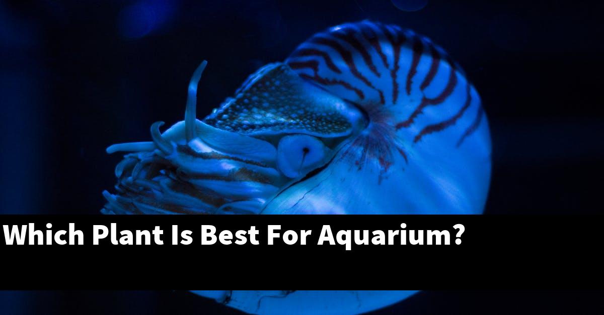 Which Plant Is Best For Aquarium?