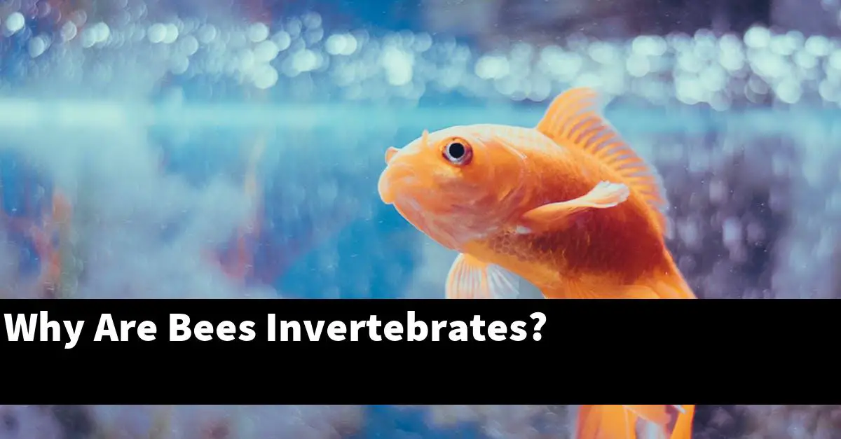 Why Are Bees Invertebrates?