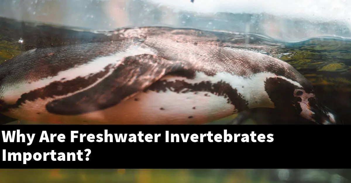 Why Are Freshwater Invertebrates Important?