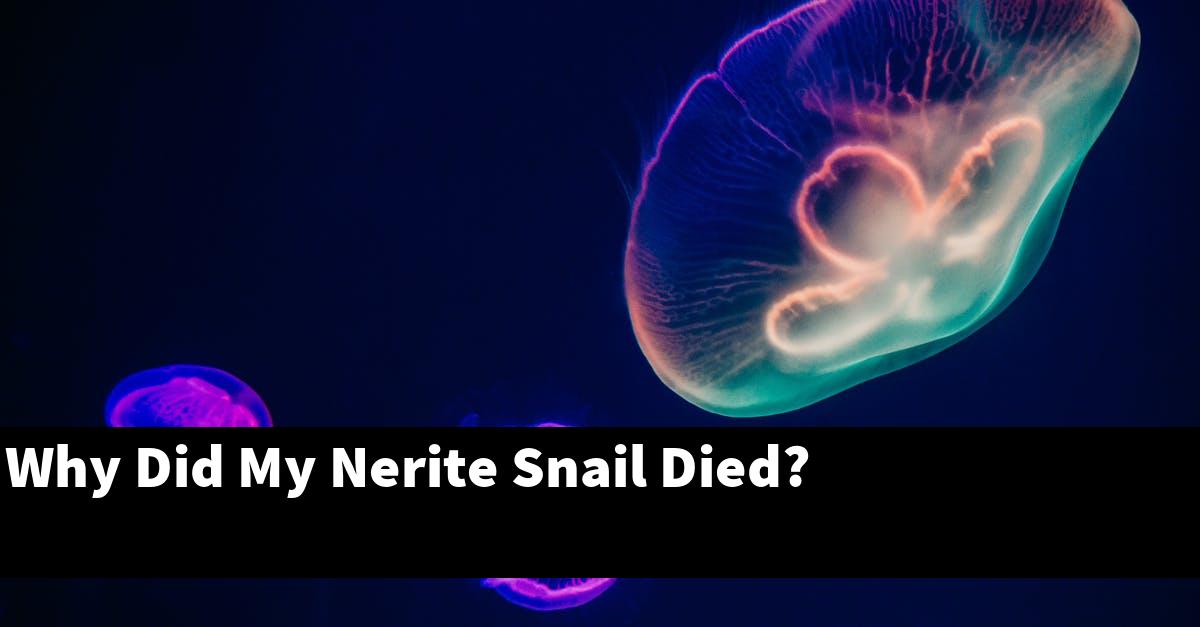 Why Did My Nerite Snail Died?
