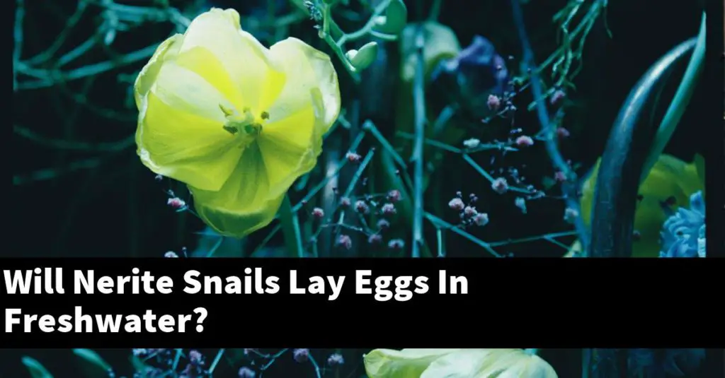 Will Nerite Snails Lay Eggs In Freshwater? Planted Nano Tanks